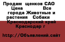 Продам ,щенков САО. › Цена ­ 30 000 - Все города Животные и растения » Собаки   . Краснодарский край,Краснодар г.